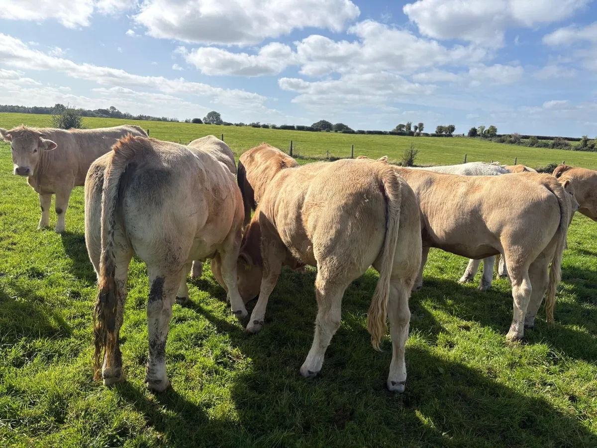 Charolais heifers - Image 4