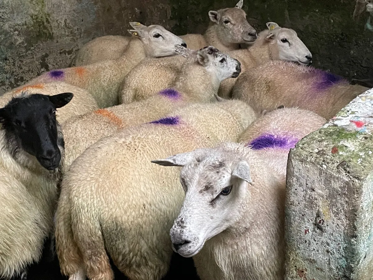 2 year old crossbred ewes - Image 4