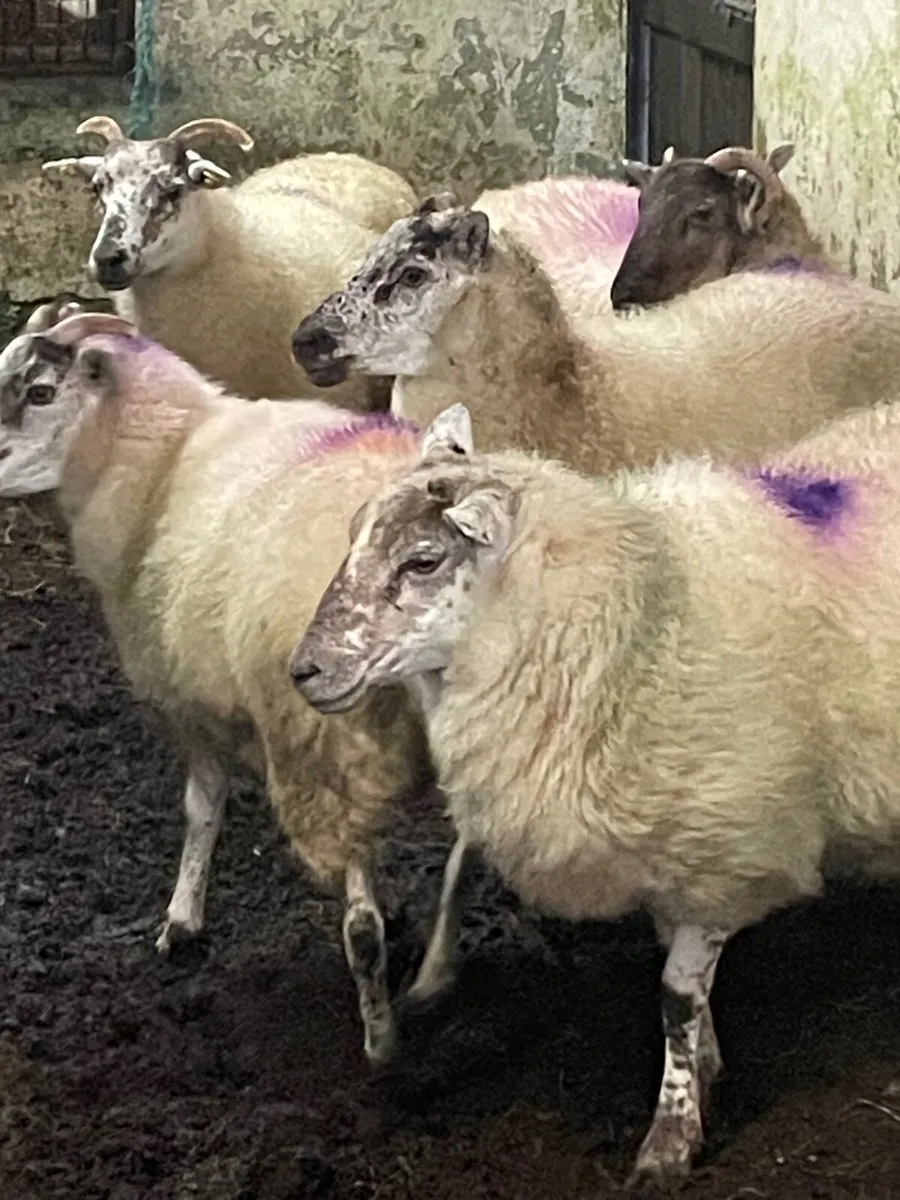 2 year old crossbred ewes - Image 2