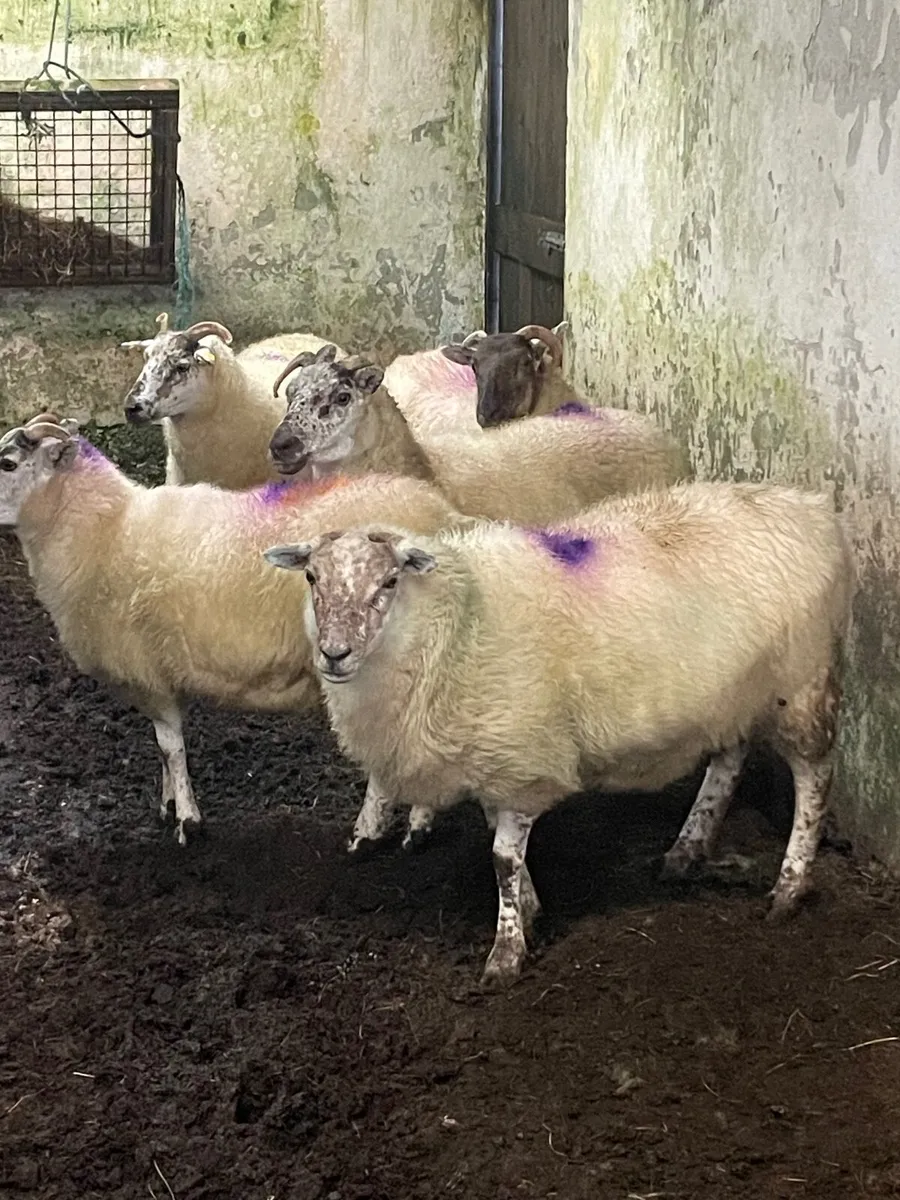 2 year old crossbred ewes - Image 3