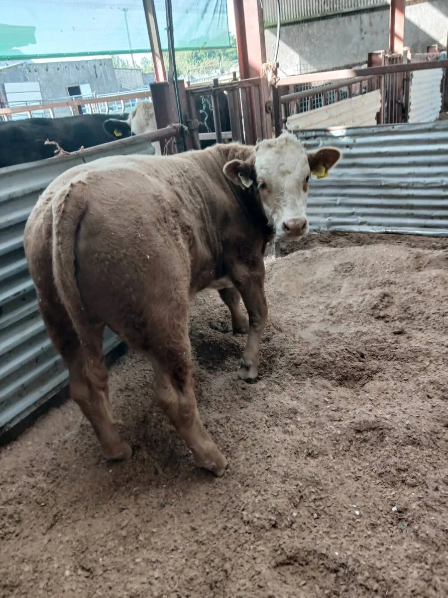 Weanling - Image 1