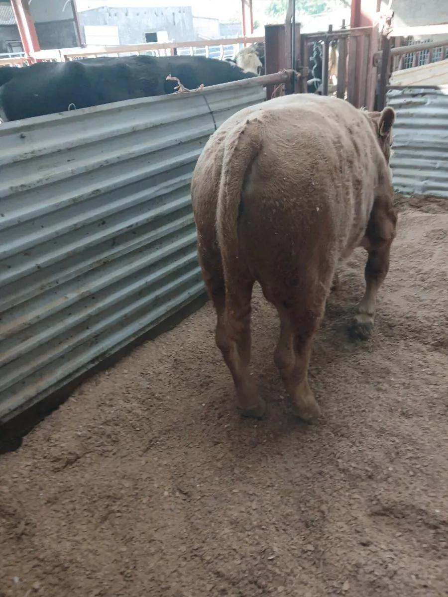 Weanling - Image 2