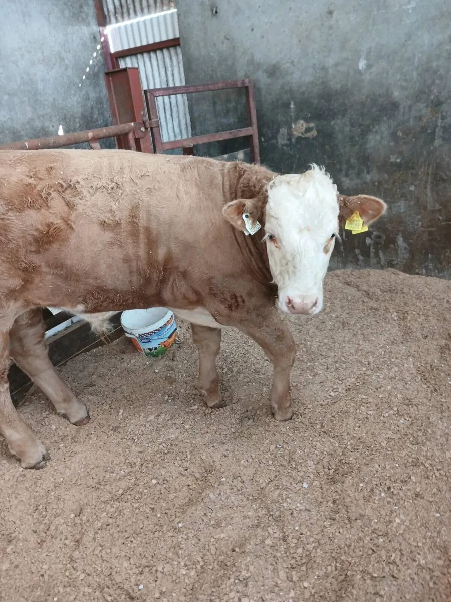 Weanling - Image 3