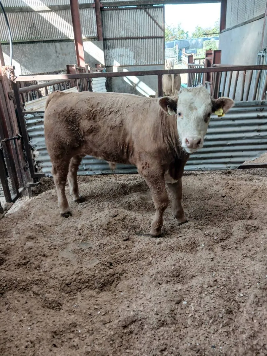 Weanling - Image 4