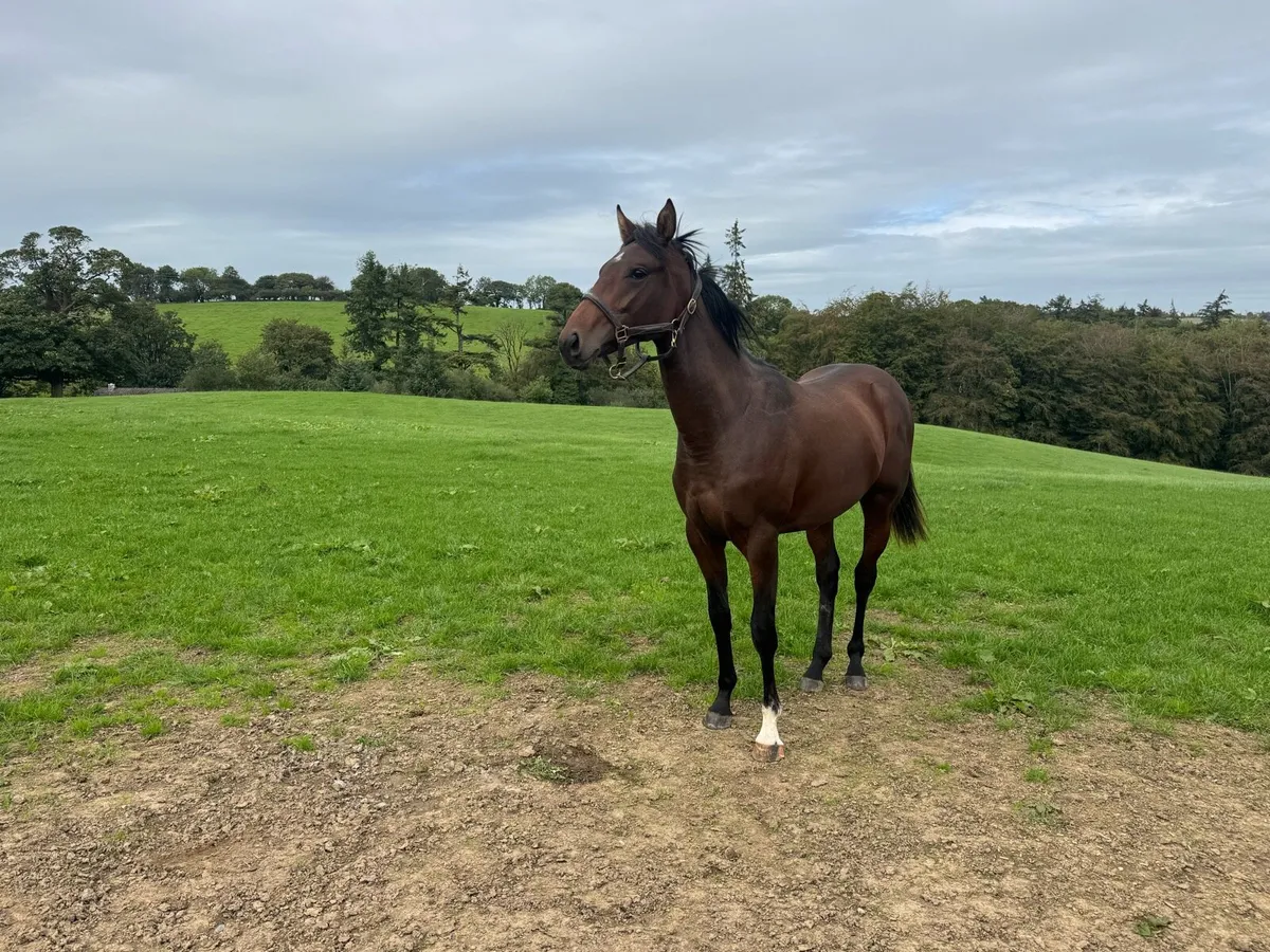 Arizona x La Divina by Sadlers Wells Yearling Colt - Image 2
