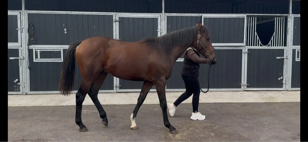 Arizona x La Divina by Sadlers Wells Yearling Colt - Image 3