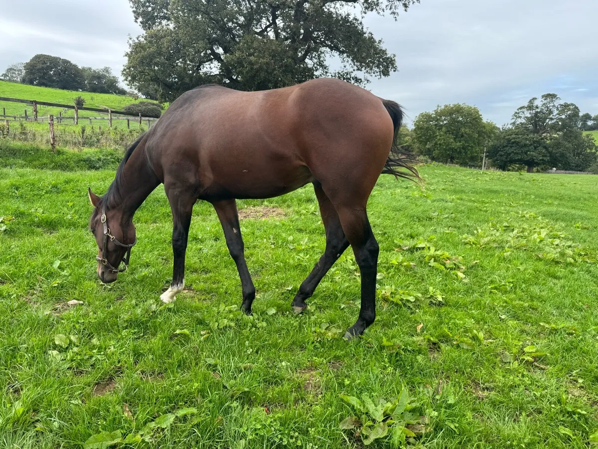 Arizona x La Divina by Sadlers Wells Yearling Colt - Image 4