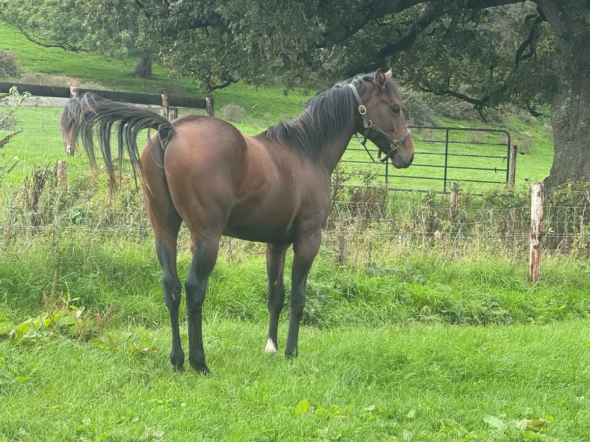 Arizona x La Divina by Sadlers Wells Yearling Colt - Image 1