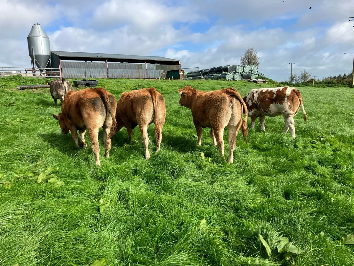 Limousin and Belgian Blue breeding heifers - Image 1