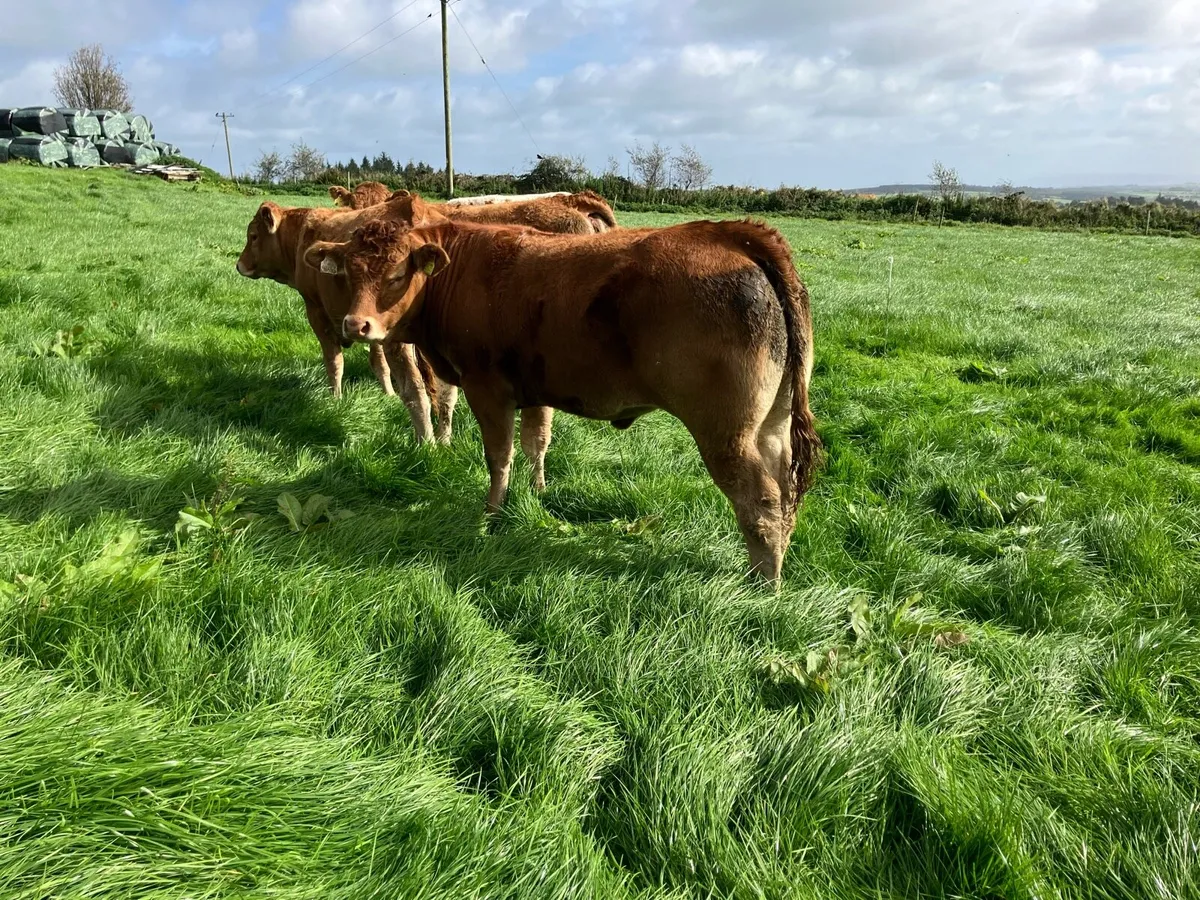 Limousin and Belgian Blue breeding heifers - Image 2