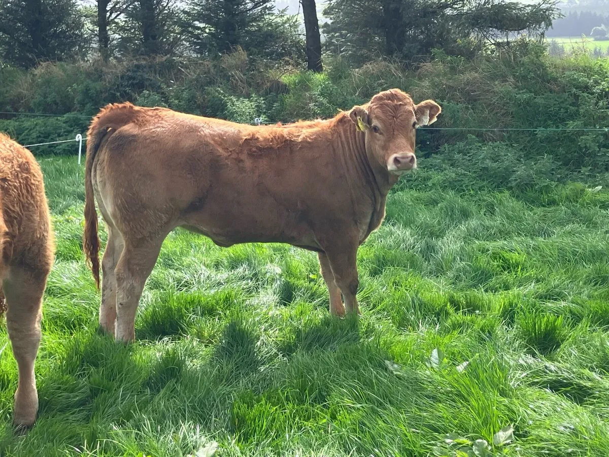 Limousin and Belgian Blue breeding heifers - Image 3