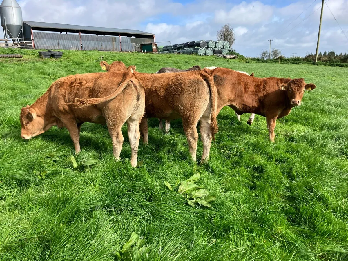 Limousin and Belgian Blue breeding heifers - Image 4