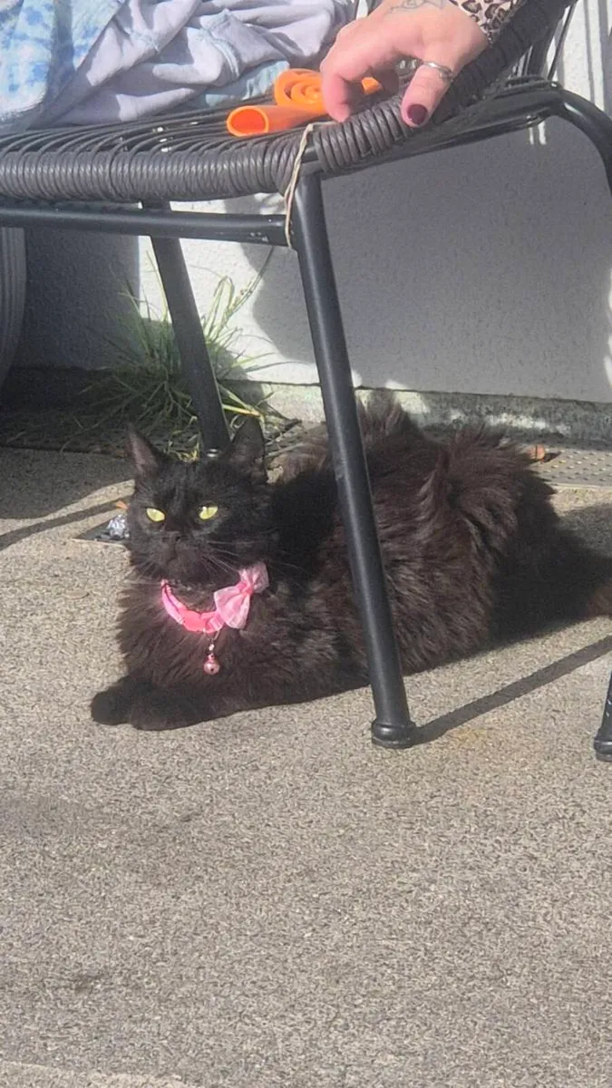 Ragcoon - Image 1