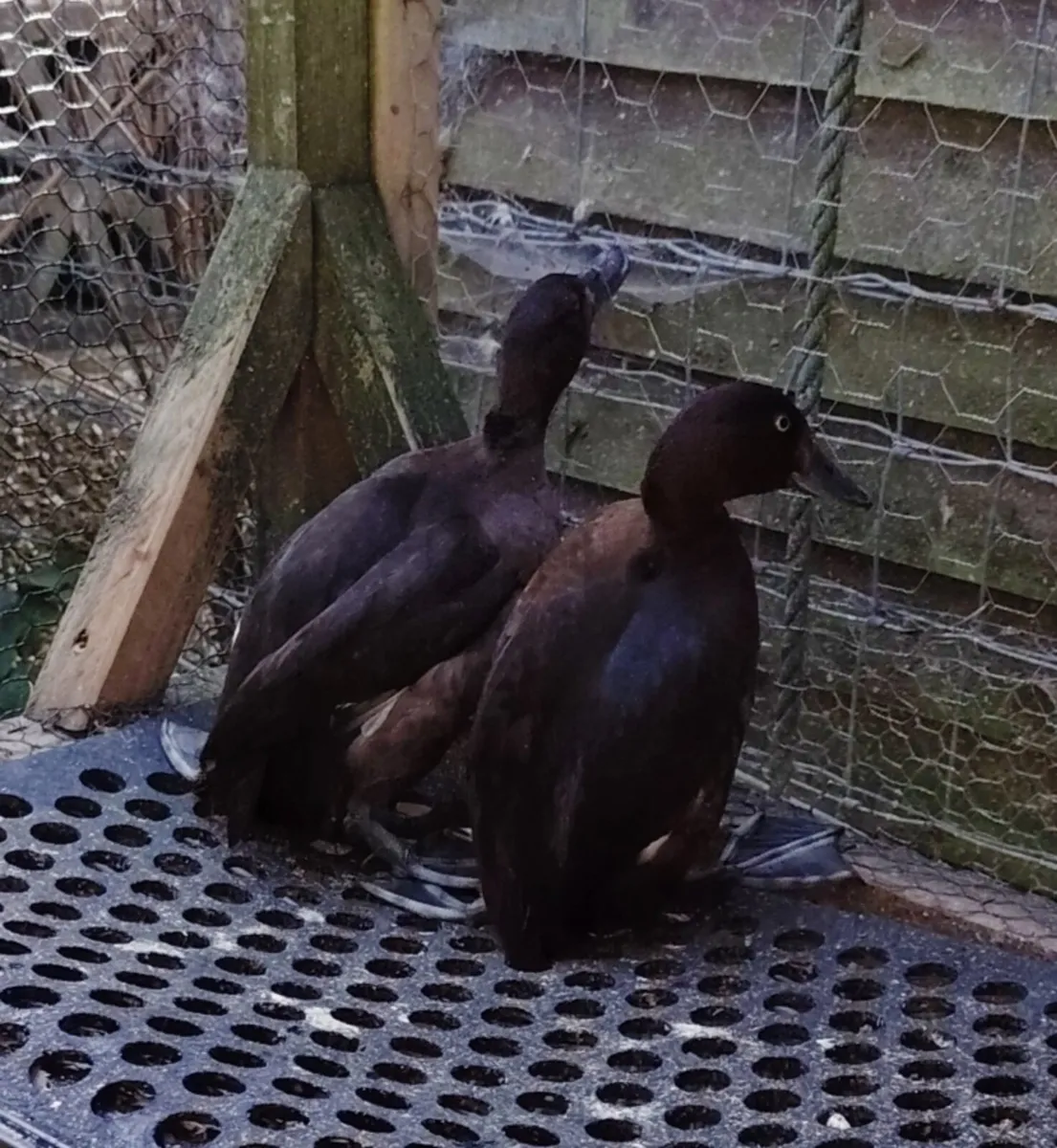 Orpington hens, roosters - Image 4