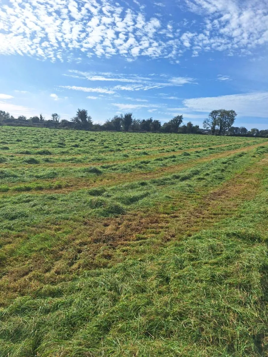 Bales of Silage for sale - Image 3