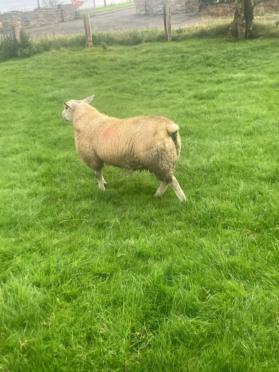 Charted ram Lamb75+kg - Image 1