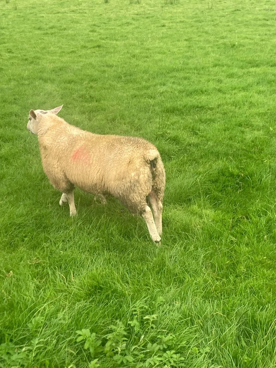 Charted ram Lamb75+kg - Image 2