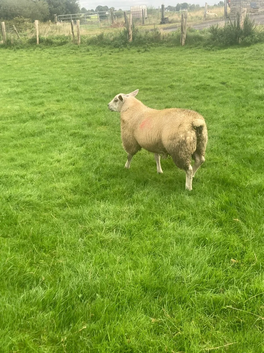 Charted ram Lamb75+kg - Image 3