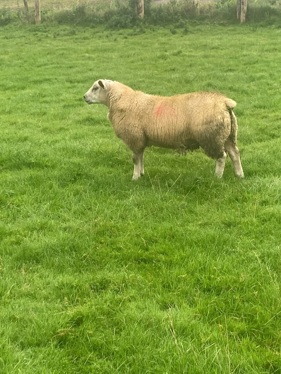 Charted ram Lamb75+kg - Image 4