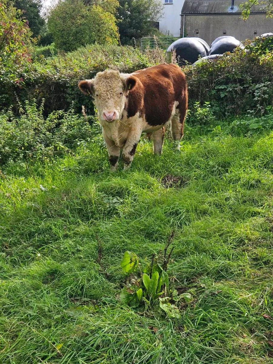 Pedigree Hereford bull - Image 3