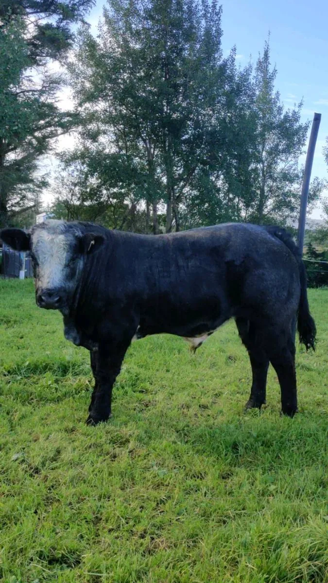 Bull weanling