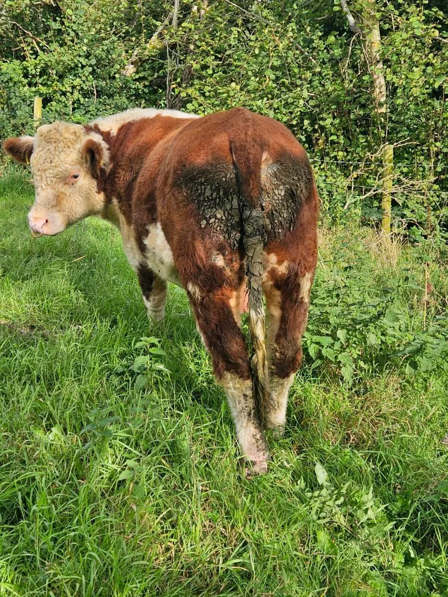 Pedigree Hereford bull - Image 4