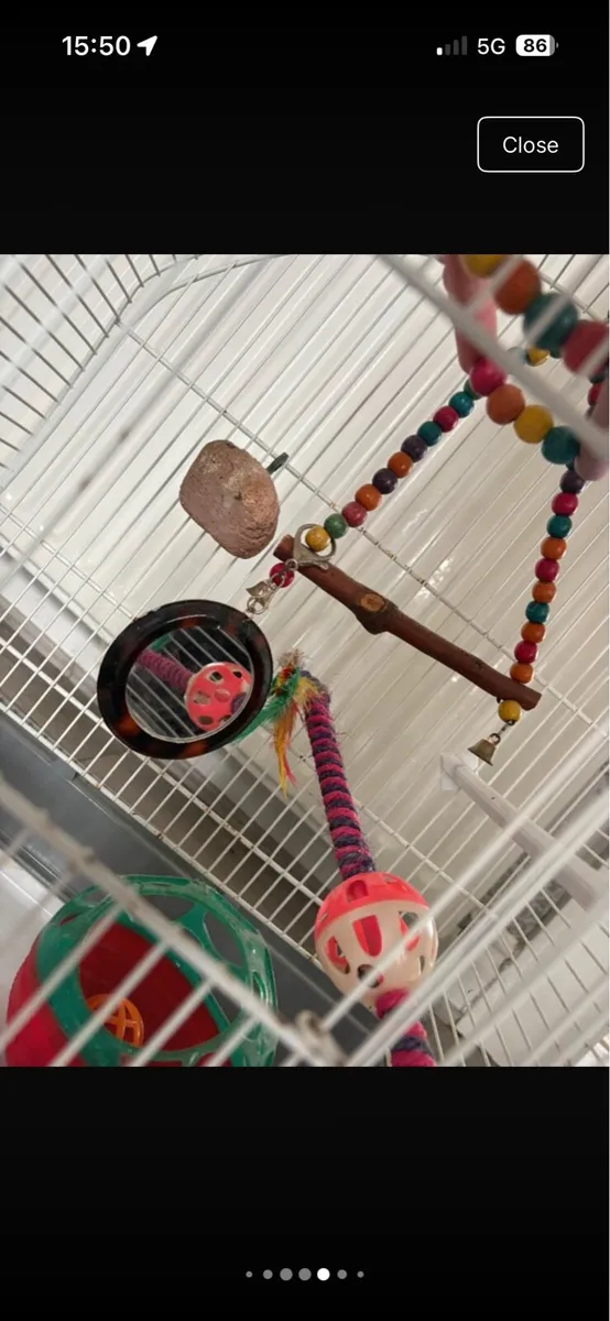 Bird cage - Image 4