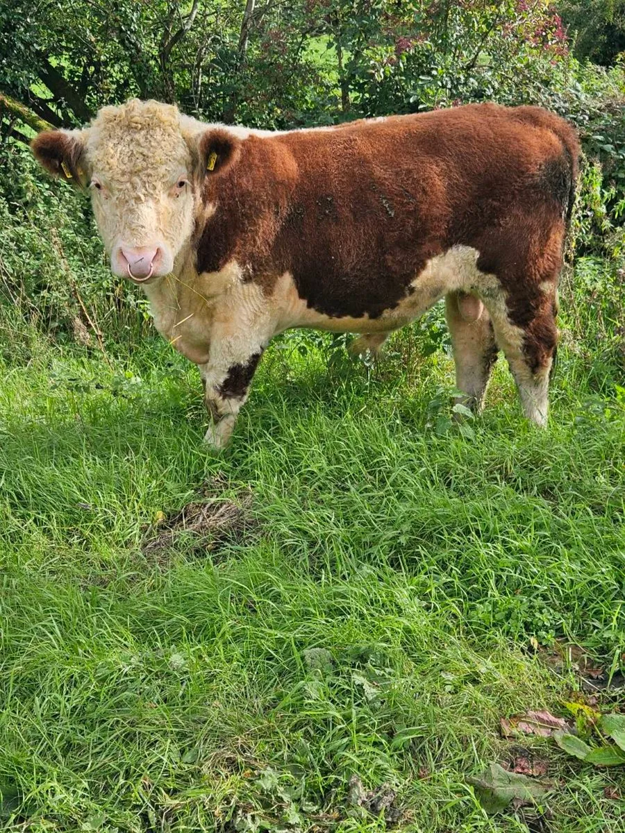 Pedigree Hereford bull - Image 2