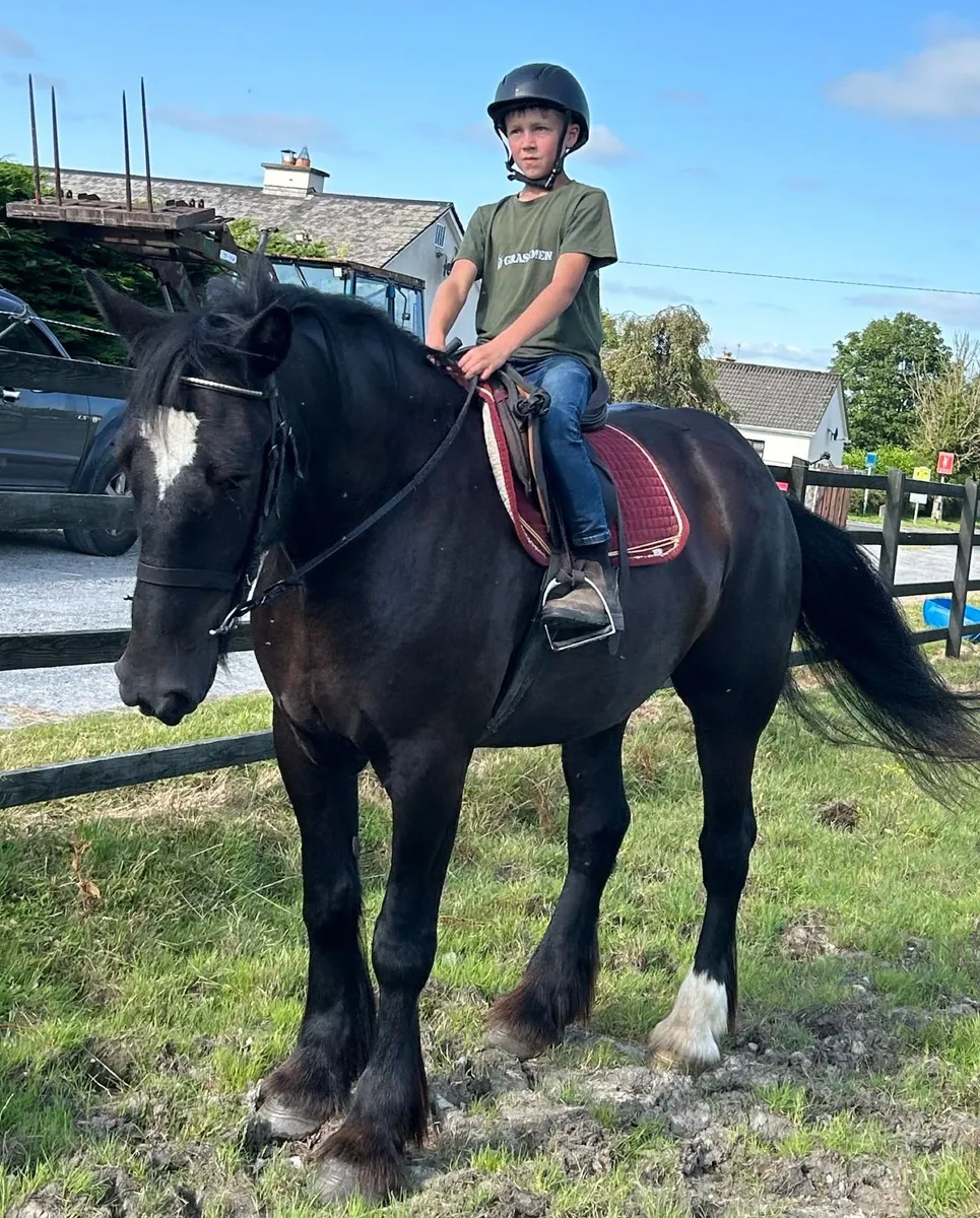 Traditional black 16.2hh Registered Irish Cob Mare - Image 1