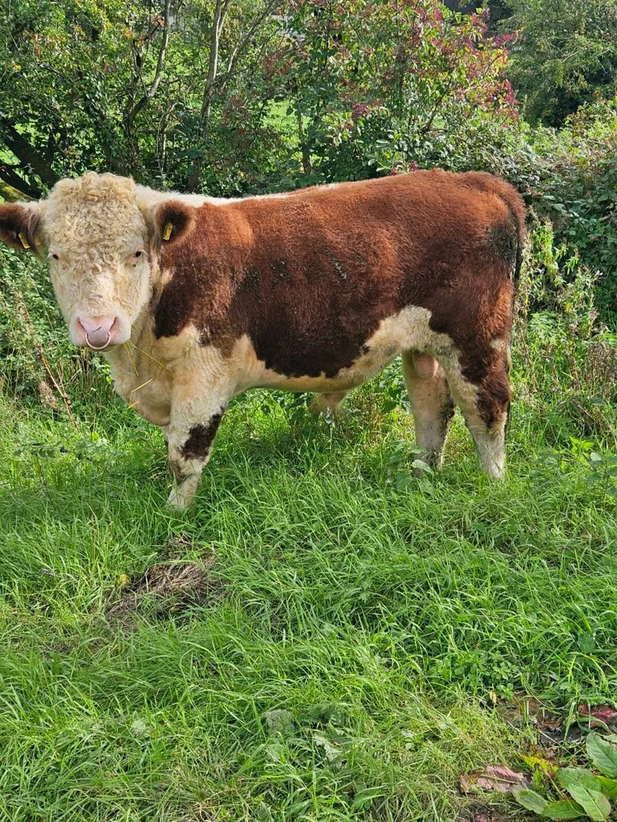 Pedigree Hereford bull - Image 1