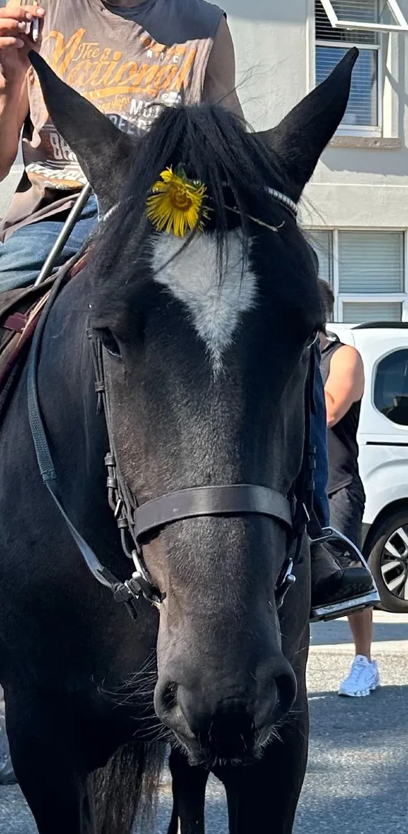 Traditional black 16.2hh Registered Irish Cob Mare - Image 2
