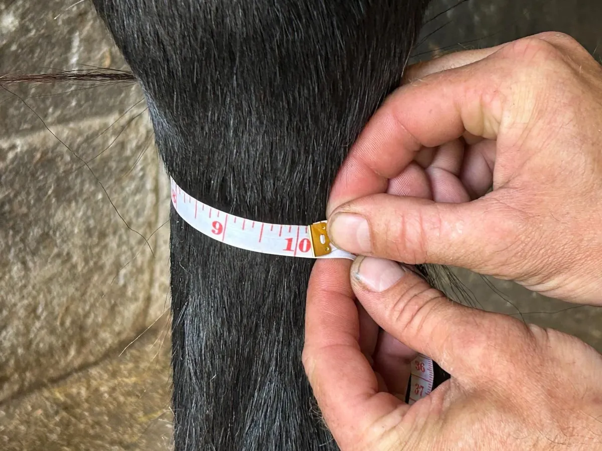 Traditional black 16.2hh Registered Irish Cob Mare - Image 3