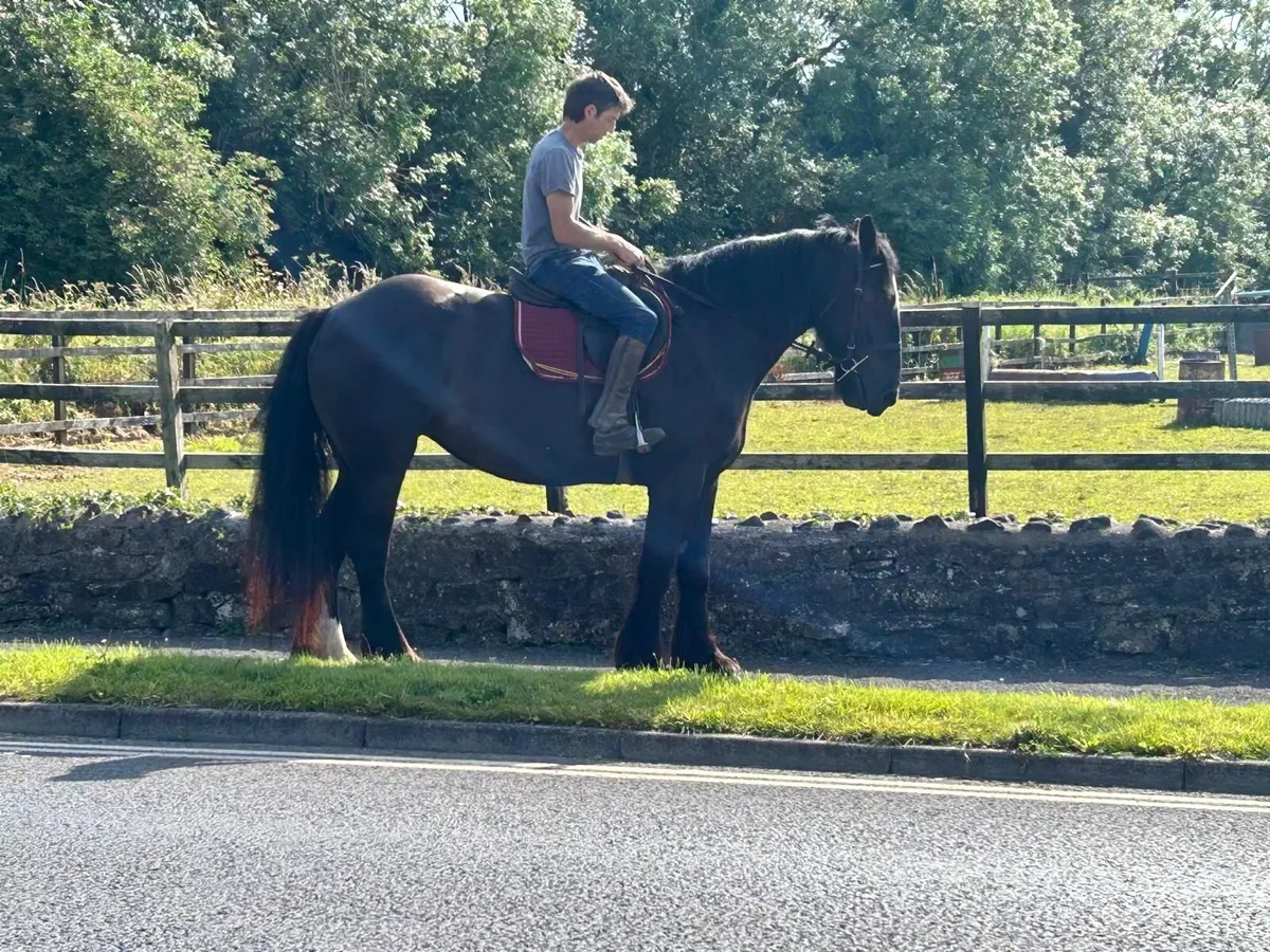 Traditional black 16.2hh Registered Irish Cob Mare - Image 4