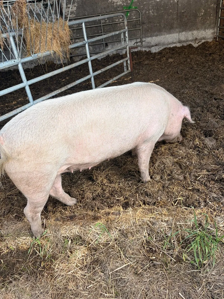 Landrace Sow (possibly in pig) - Image 1