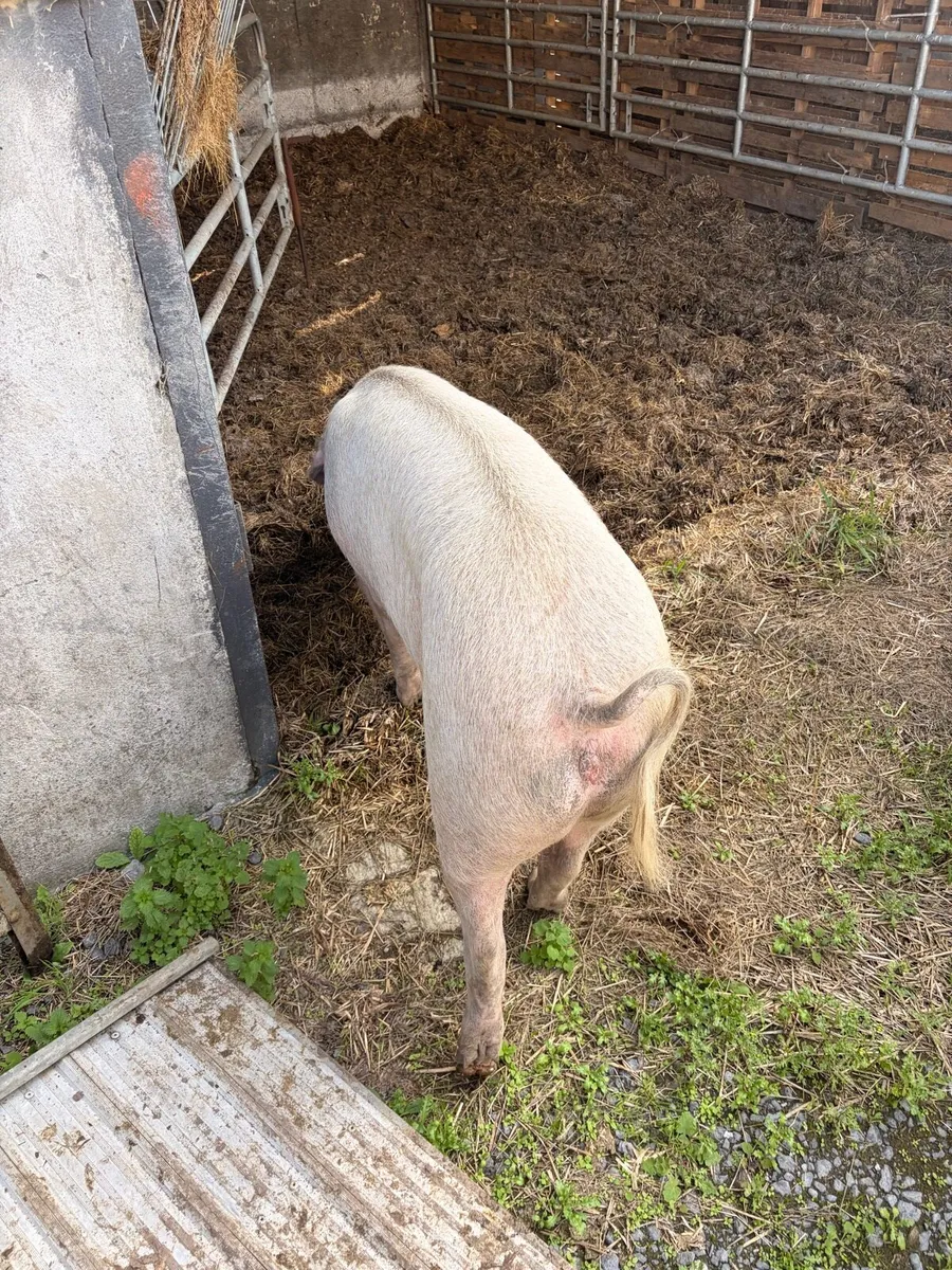 Landrace Sow (possibly in pig) - Image 2
