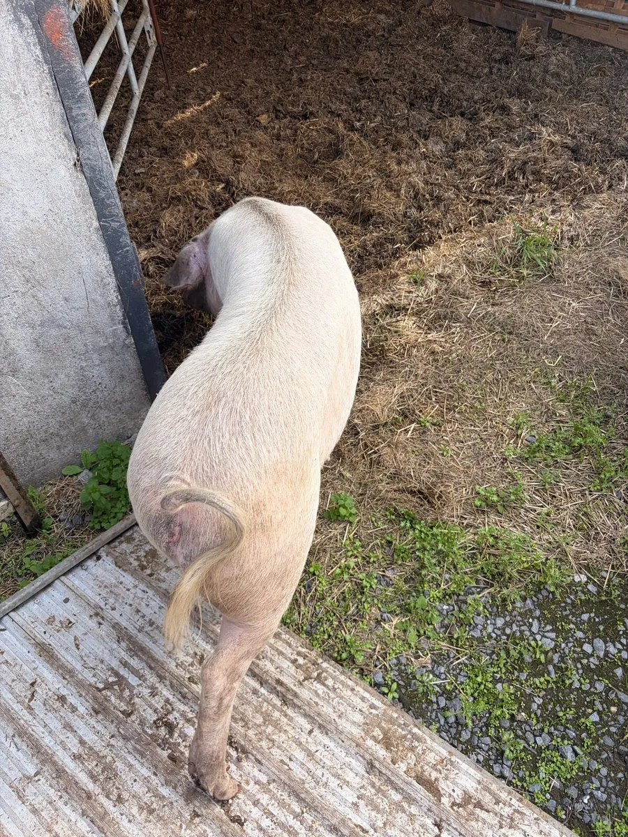 Landrace Sow (possibly in pig) - Image 3