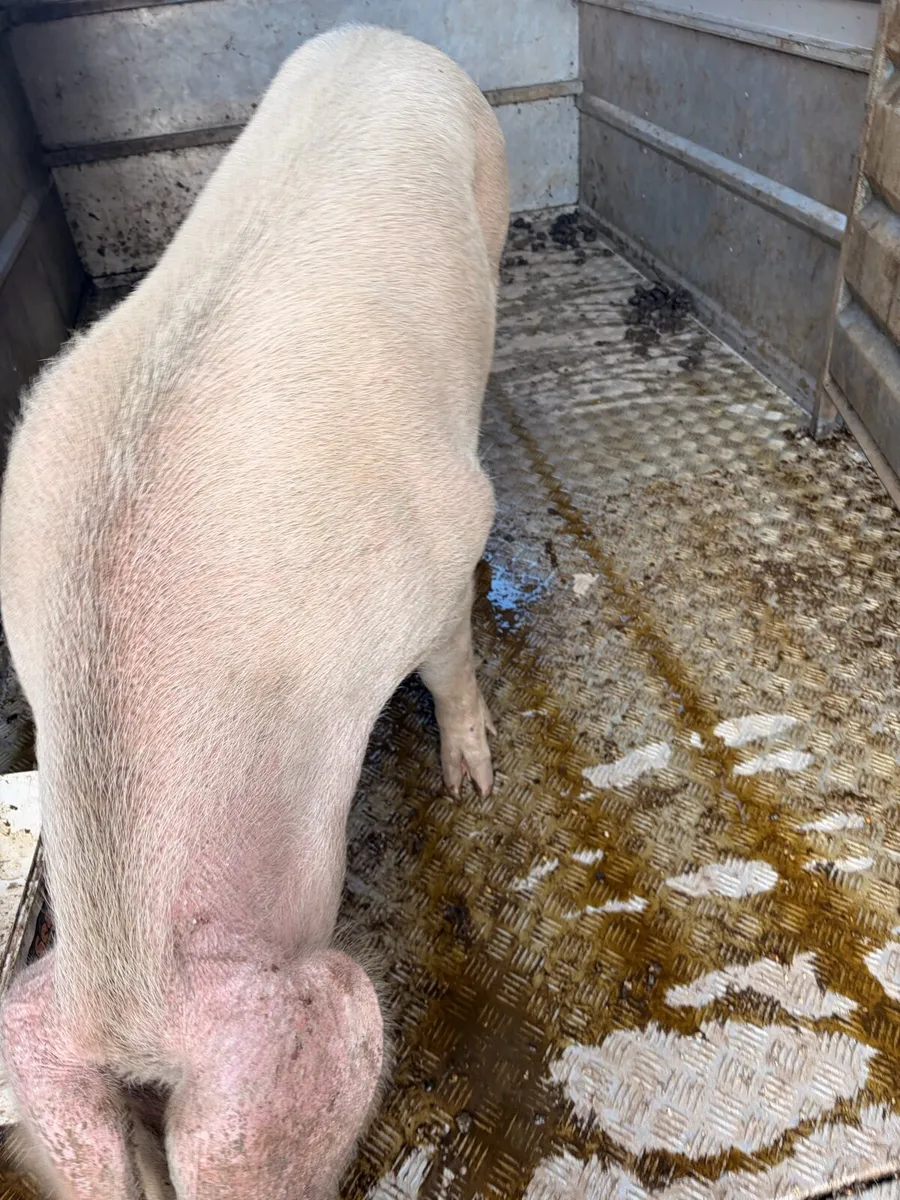 Landrace Sow (possibly in pig) - Image 4