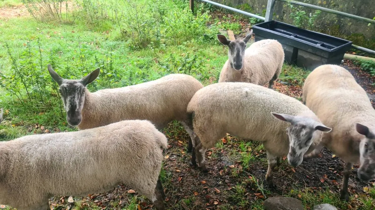 Blue Leicester Ewe Hoggets - Image 2