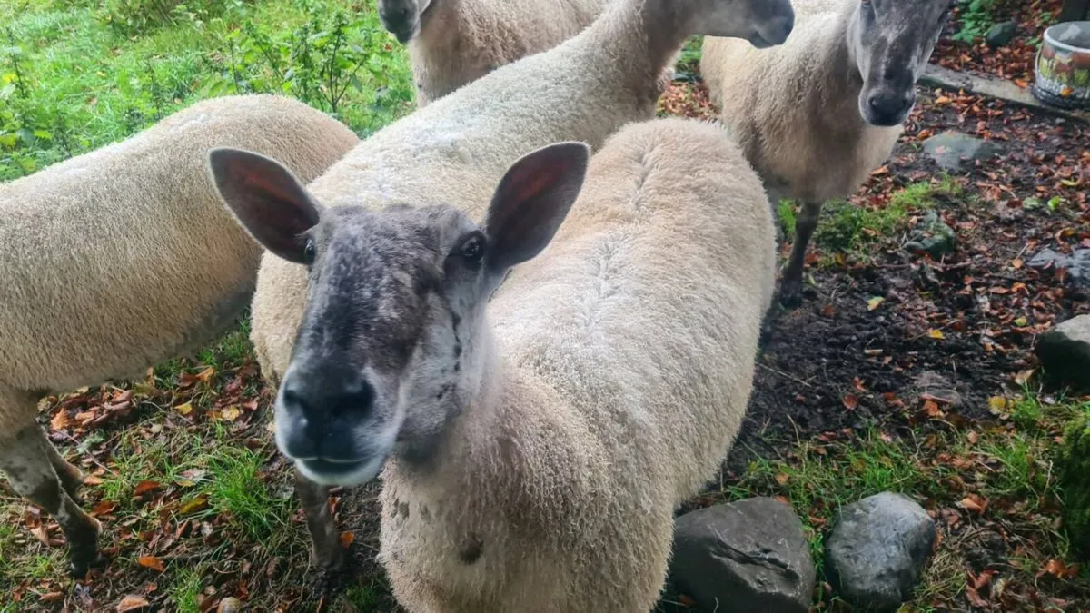Blue Leicester Ewe Hoggets - Image 3