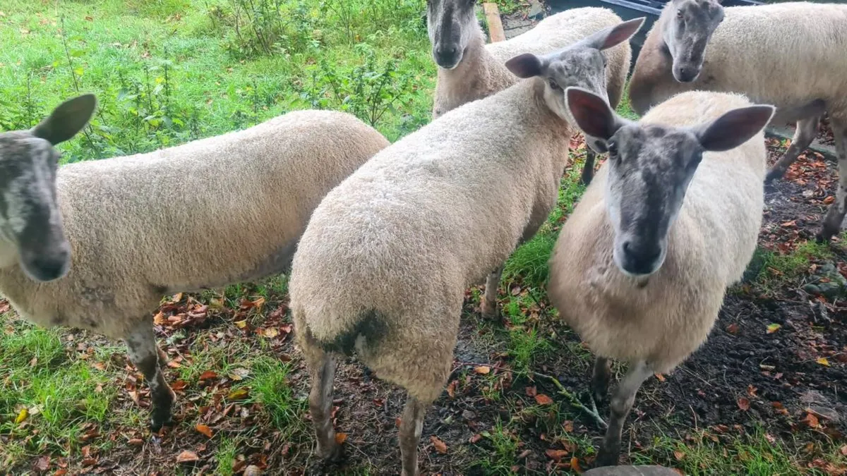 Blue Leicester Ewe Hoggets - Image 4