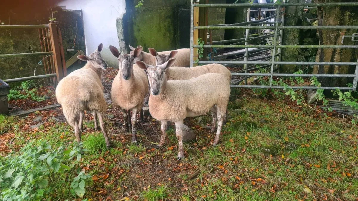 Blue Leicester Ewe Hoggets - Image 1