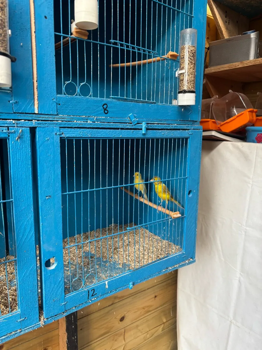 Canaries - Image 1