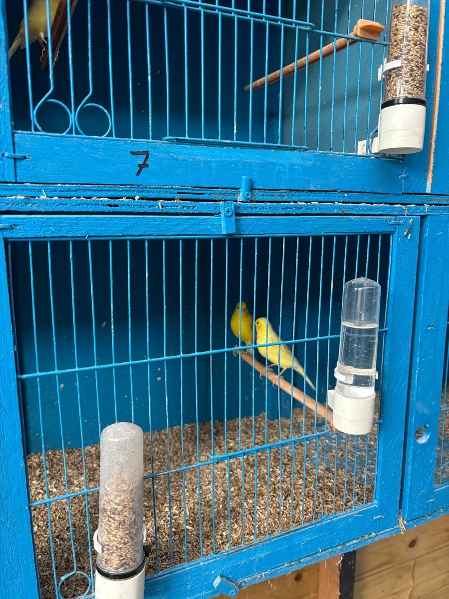 Canaries - Image 2