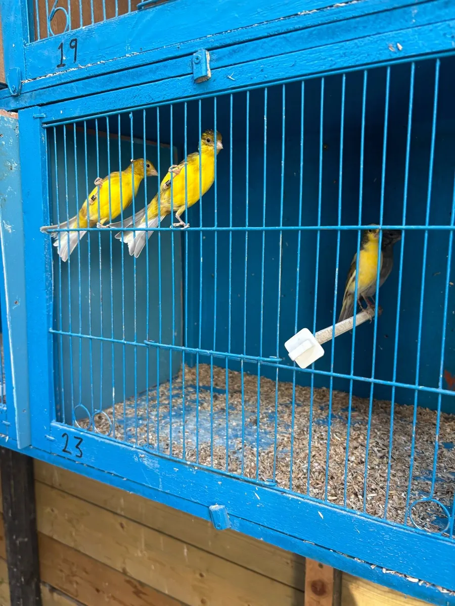 Canaries - Image 3
