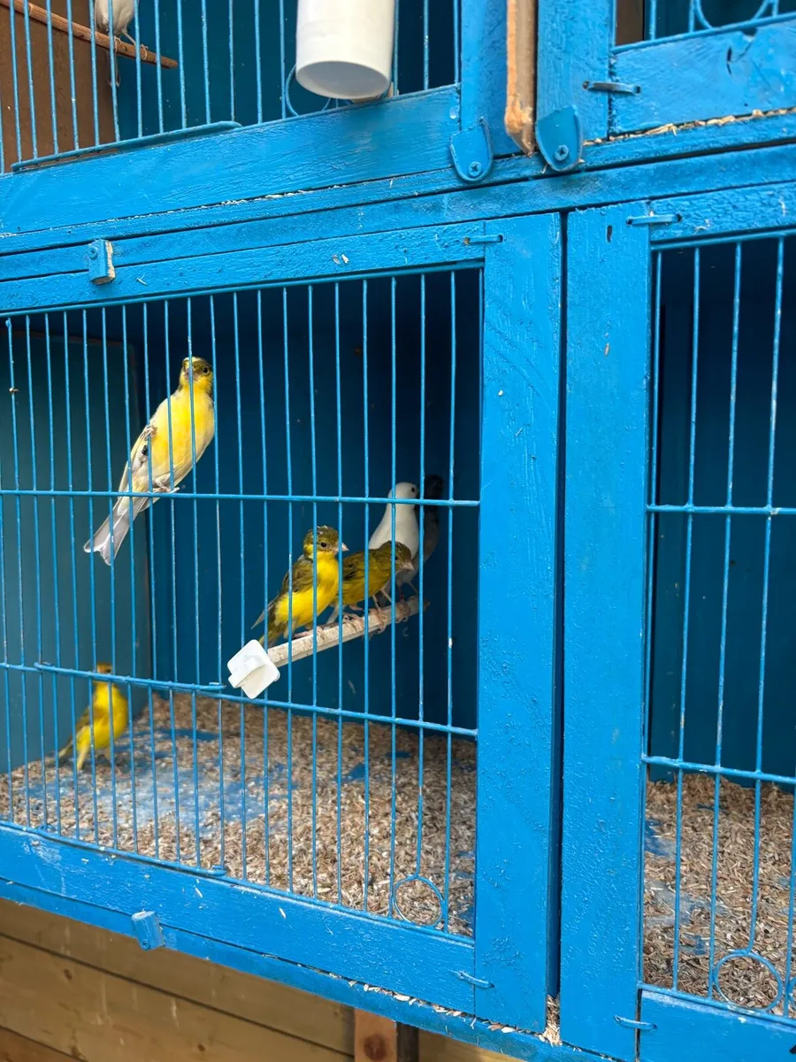Canaries - Image 4