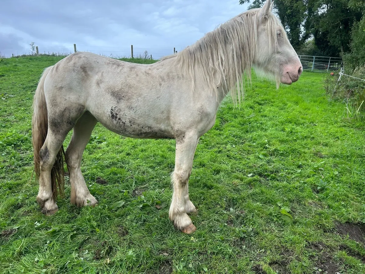 Palomino filly - Image 2
