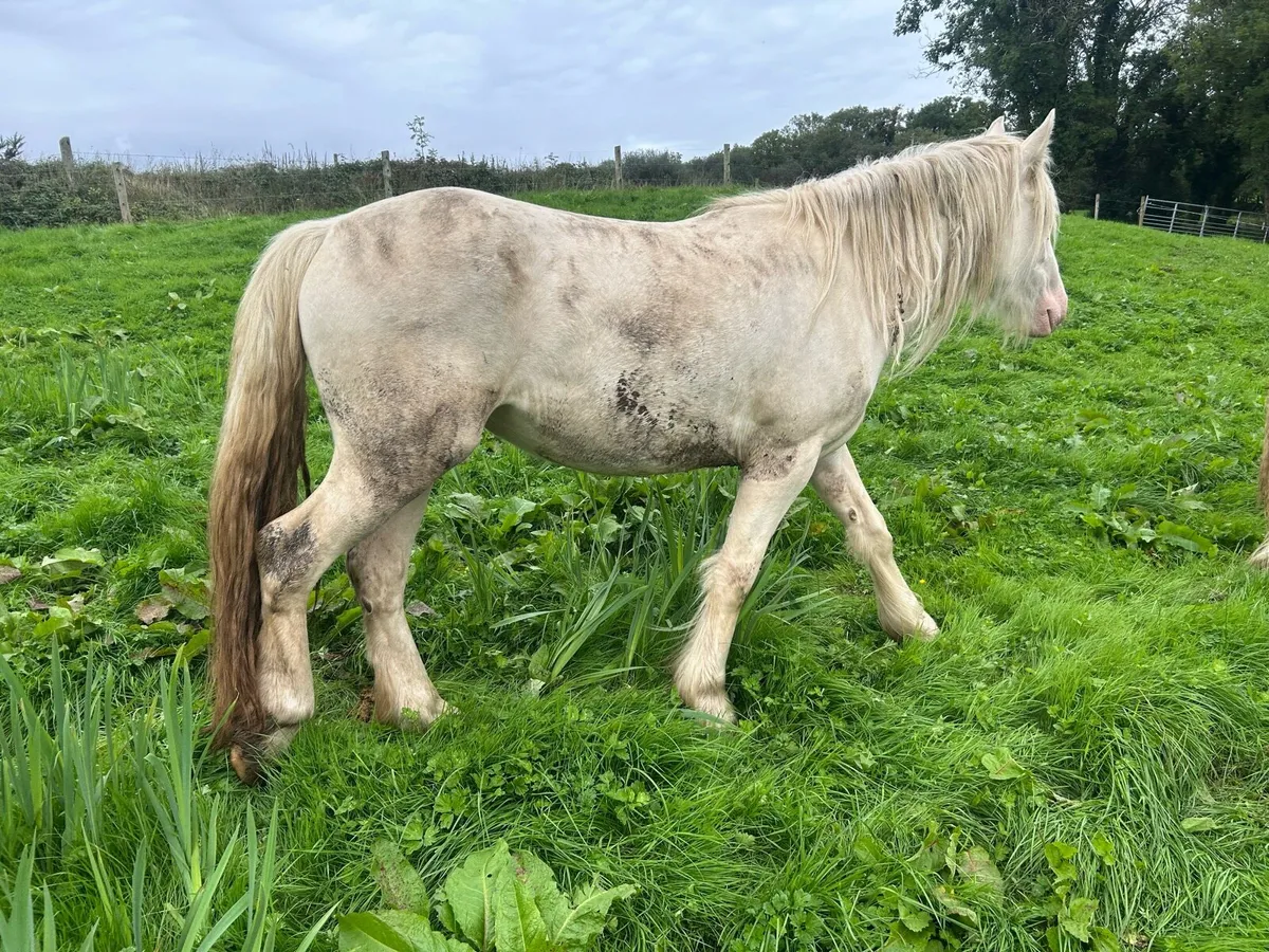 Palomino filly - Image 3
