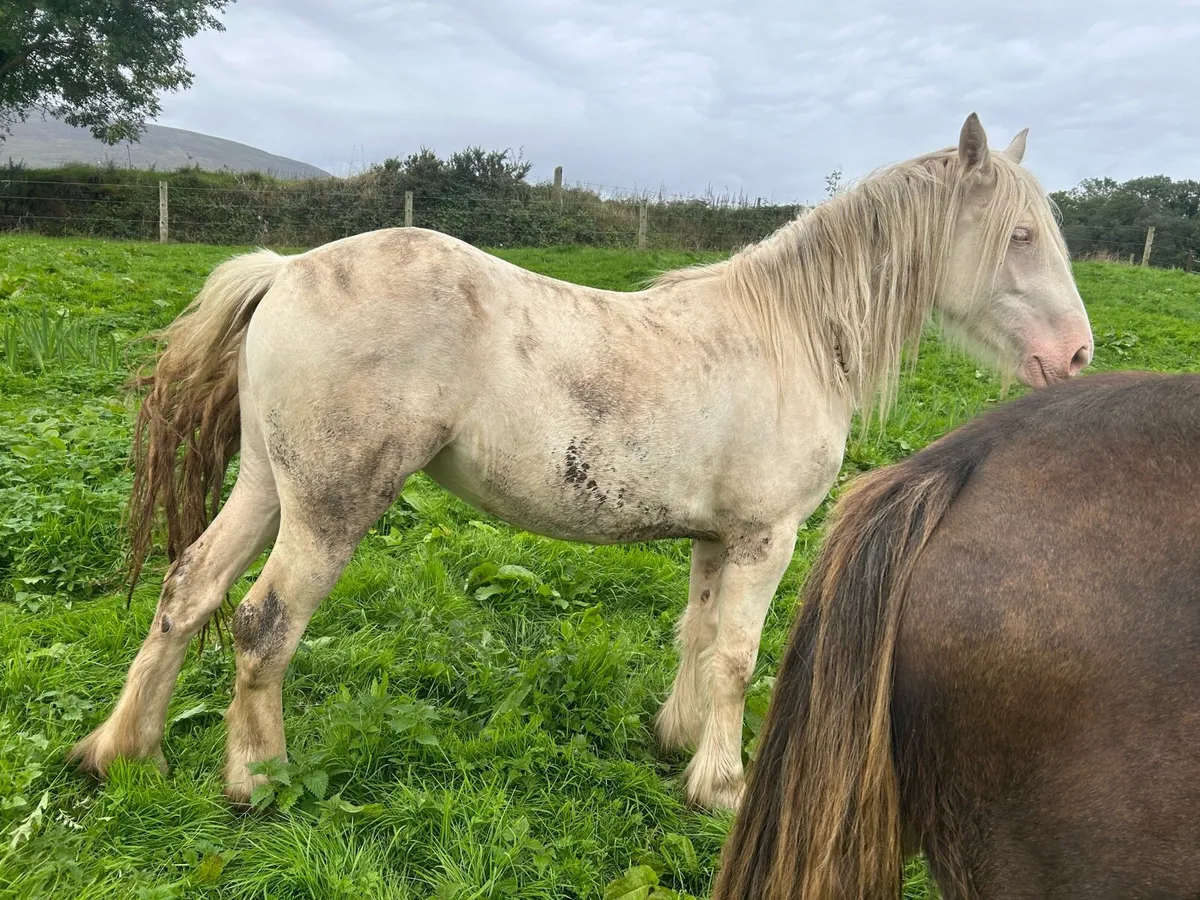 Palomino filly - Image 4