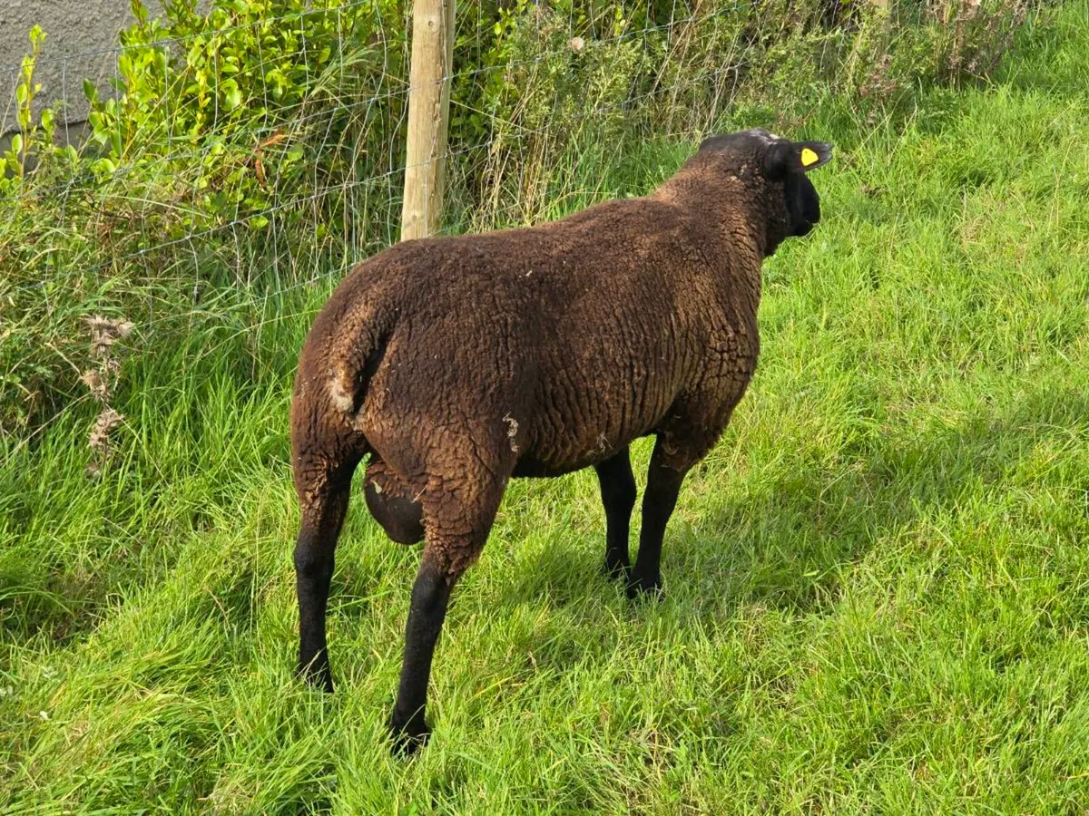 PBNR Dutch Spotted Hogget Ram - Image 4