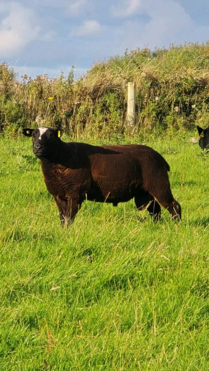 PBNR Dutch Spotted Hogget Ram - Image 1